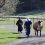 Easter morning began early with walking Lily, the milk cow, who was suffering from bloat, a dangerous condition for cattle.