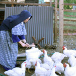 The Sisters of St. Michael’s Convent raised chickens for meat this summer.