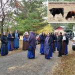 Sisters and volunteers gather at the novitiate for instructions before searching the area for our two steers that went missing. The hunt was unsuccessful, but the fugitives (Buddy and Clyde — see inset) were finally located a week later several miles away.
