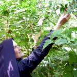 Sister demonstrates just how tall berry plants can grow in a moist environment.