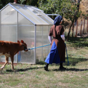 Halter training Dawn the calf is one of the duties of
the Sisters at the novitiate. A postulant leads our new calf by her halter.