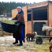 Hay for the sheep