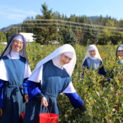 Picking blueberries