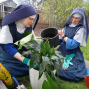 The Sisters at St. Mary’s in Tacoma repot the house plants yet again. Do they have green thumbs, or is it the gloves?